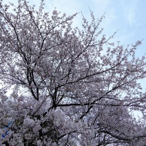 ハウスクリア岡山　足高神社の大島桜