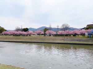 倉敷川沿いの河川敷に並ぶ満開の河津桜と散策路の様子