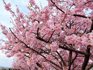 濃いピンク色の河津桜が満開に咲く倉敷川沿いの桜並木