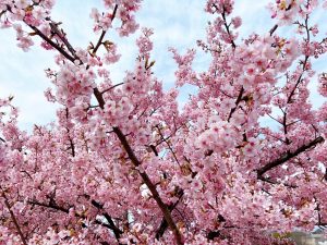 濃いピンク色の河津桜が満開に咲く倉敷川沿いの桜並木