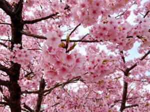 濃いピンク色の河津桜が満開に咲く倉敷川沿いの桜並木