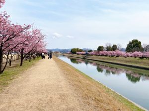 倉敷川沿いの河川敷に並ぶ満開の河津桜と散策路の様子